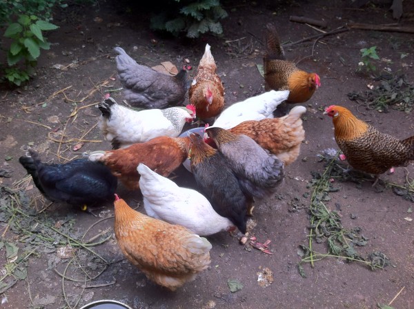 Chicken!